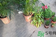 怎樣凈化室內(nèi)空氣？如何凈化家里的空氣？