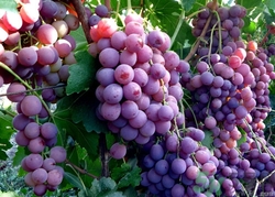 葡萄酒怎么做？葡萄酒什么時(shí)候喝最好？