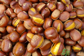 孕婦吃生板栗好還是熟的好？孕婦可以吃熟板栗嗎？