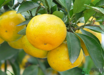 吃桔子有什么好處和壞處？桔子吃了有什么好處？