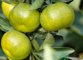 孕婦吃桔子好嗎？孕婦吃桔子有什么好處？