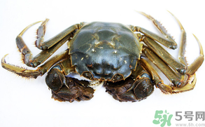 河蟹可以冷凍嗎？活河蟹可以冷凍保存嗎？