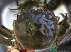 河蟹可以冷凍嗎？活河蟹可以冷凍保存嗎？