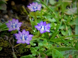 龍膽草可以泡水喝嗎?龍膽草泡水喝的功效 龍膽草可以泡水喝嗎?龍膽草泡水喝的功效