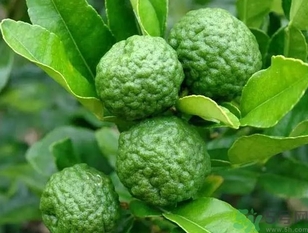 泰國(guó)檸檬怎么吃？泰國(guó)檸檬的功效作用