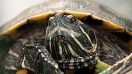 剛死的甲魚(yú)可以吃嗎?甲魚(yú)死了多久不能吃 剛死的甲魚(yú)可以吃嗎?甲魚(yú)死了多久不能吃