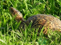 剛死的甲魚(yú)可以吃嗎?甲魚(yú)死了多久不能吃 剛死的甲魚(yú)可以吃嗎?甲魚(yú)死了多久不能吃