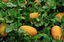 便秘可以吃哈密瓜嗎？哈密瓜可以治療便秘嗎？