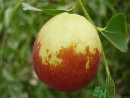 新鮮棗子怎么保存？新鮮棗子能放冰箱嗎？