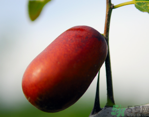 新鮮棗子怎么保存？新鮮棗子能放冰箱嗎？