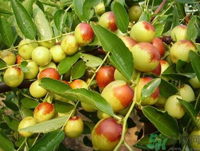 新鮮棗子怎么保存？新鮮棗子能放冰箱嗎？