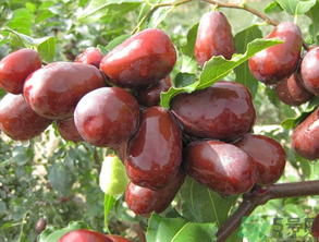 孕婦可以吃新鮮的棗子嗎？孕婦吃新鮮的棗子好嗎？