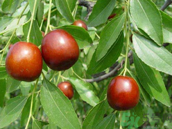 吃新鮮棗子上火嗎？鮮棗吃多了會上火嗎？