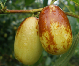 吃鮮棗補血嗎？吃什么棗補血最好？