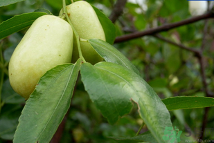 青棗子怎么保存？青棗子怎么保存時間長？