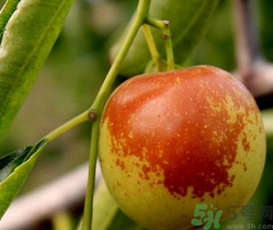 晚上吃冬棗會(huì)胖嗎？晚上吃冬棗好嗎？