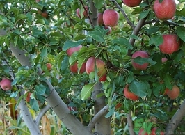 紅肉蘋果多少錢一斤？紅肉蘋果的功效作用