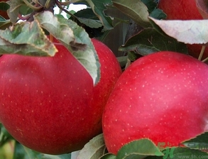 紅肉蘋果多少錢一斤？紅肉蘋果的功效作用