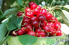 藥流后可以吃櫻桃嗎?藥流后吃櫻桃好嗎 藥流后可以吃櫻桃嗎?藥流后吃櫻桃好嗎