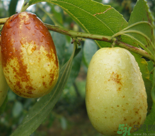 孕婦能吃青棗子嗎？青棗子孕婦能吃嗎？