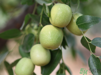 孕婦能吃青棗子嗎？青棗子孕婦能吃嗎？