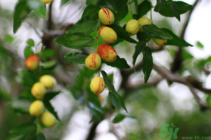 青棗子吃多了會怎么樣？青棗子吃多了有什么壞處？