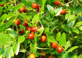 青棗子吃多了會怎么樣？青棗子吃多了有什么壞處？