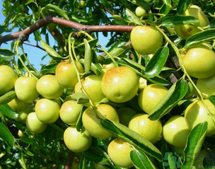 青棗子吃多了會怎么樣？青棗子吃多了有什么壞處？