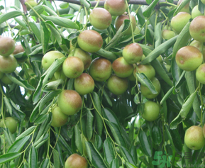 青棗子吃多了會怎么樣？青棗子吃多了有什么壞處？