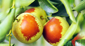 吃冬棗會上火嗎？冬棗吃多了有什么壞處？