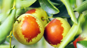 吃新鮮棗子會(huì)胖嗎？吃新鮮棗子會(huì)長(zhǎng)胖嗎？