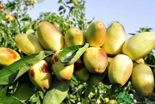 吃鮮棗會拉肚子嗎？吃新鮮棗子會拉肚子嗎？