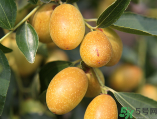 吃鮮棗會拉肚子嗎？吃新鮮棗子會拉肚子嗎？