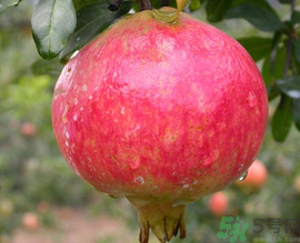 什么是軟籽石榴？軟籽石榴籽可以吃嗎？