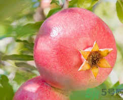 軟籽石榴多少錢(qián)一斤？軟籽石榴價(jià)格