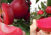 紅肉蘋(píng)果多少錢(qián)一斤？紅肉蘋(píng)果的功效作用