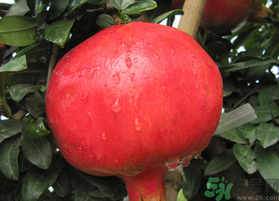 軟籽石榴是轉基因嗎？突尼斯軟籽石榴是轉基因嗎？