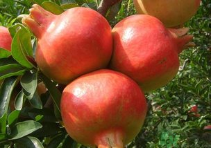 軟籽石榴是轉基因嗎？突尼斯軟籽石榴是轉基因嗎？