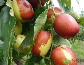 冬棗是轉(zhuǎn)基因食品嗎？冬棗是哪里的特產(chǎn)？