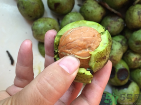 新鮮核桃上火嗎？吃新鮮核桃會上火嗎？