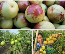 柿子和冬棗能一起吃嗎？冬棗和柿子能不能一起吃？