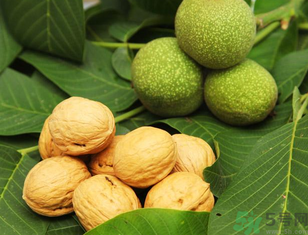 新鮮核桃能冷凍嗎？新鮮核桃能放冰箱嗎？