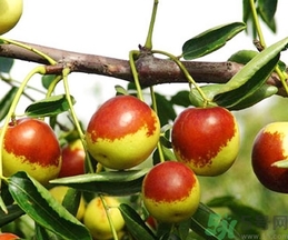 冬棗可以煮著吃嗎？煮冬棗有白色的東西可以吃嗎？