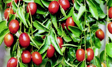 鮮棗可以冷凍保存嗎？鮮棗可以放冰箱嗎？