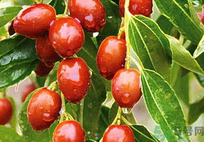 鮮棗怎么保存？鮮棗怎么保存時間長？