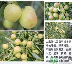 冬棗可以冷凍嗎？冬棗可以曬干保存嗎？