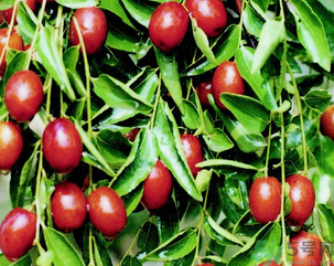 鮮棗怎么保存？鮮棗怎么保存時間長？