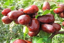 孕婦可以吃和田玉棗嗎？孕婦吃和田玉棗有什么好處？