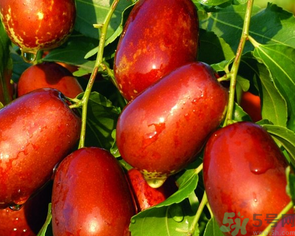 鮮棗吃多了會拉肚子嗎？吃鮮棗拉肚子怎么回事？