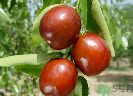 鮮棗吃多了會拉肚子嗎？吃鮮棗拉肚子怎么回事？